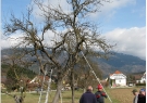 Velik bobovec