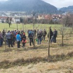 Prikaz zimske rezi v sadovnjaku.